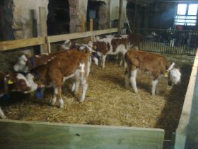 Bild0221.jpg